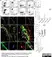 Anti Mouse CD169 Antibody, clone MOMA-1 thumbnail image 9