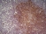 Anti Mouse CD19 Antibody, clone 6D5 thumbnail image 1