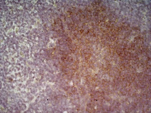 Anti Mouse CD19 Antibody, clone 6D5 gallery image 1