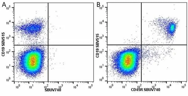 Anti Mouse CD19 Antibody, clone 6D5 gallery image 104