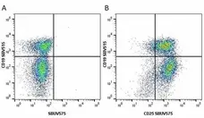 Anti Mouse CD19 Antibody, clone 6D5 gallery image 105
