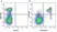 Anti Mouse CD19 Antibody, clone 6D5 thumbnail image 11