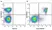 Anti Mouse CD19 Antibody, clone 6D5 thumbnail image 12