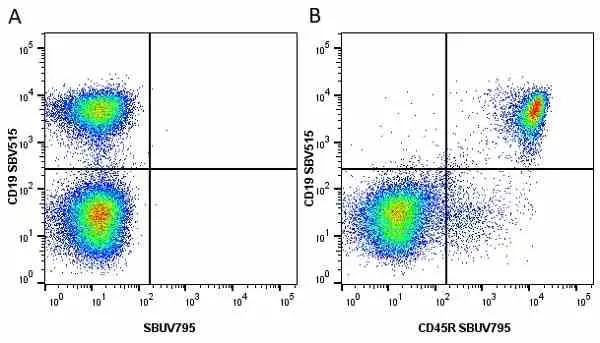 Anti Mouse CD19 Antibody, clone 6D5 gallery image 12