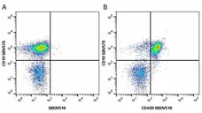 Anti Mouse CD19 Antibody, clone 6D5 gallery image 13
