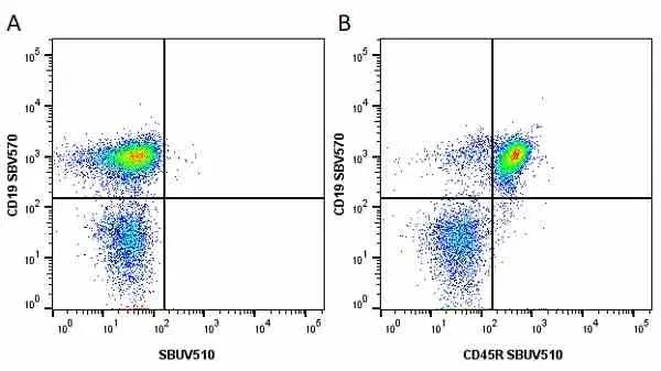 Anti Mouse CD19 Antibody, clone 6D5 gallery image 13