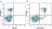 Anti Mouse CD19 Antibody, clone 6D5 thumbnail image 17