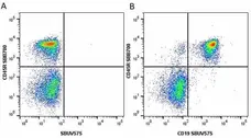 Anti Mouse CD19 Antibody, clone 6D5 gallery image 18