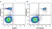 Anti Mouse CD19 Antibody, clone 6D5 thumbnail image 21