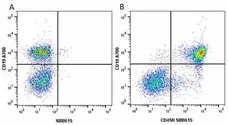 Anti Mouse CD19 Antibody, clone 6D5 gallery image 26