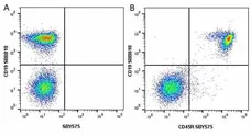 Anti Mouse CD19 Antibody, clone 6D5 gallery image 36