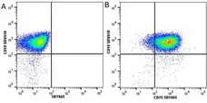 Anti Mouse CD19 Antibody, clone 6D5 gallery image 49