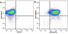 Anti Mouse CD19 Antibody, clone 6D5 gallery image 50