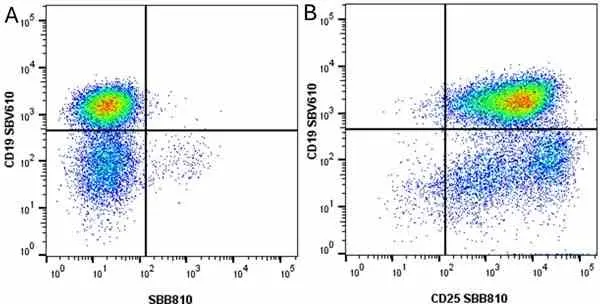 Anti Mouse CD19 Antibody, clone 6D5 gallery image 54