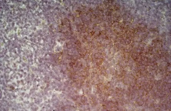 Anti Mouse CD19 Antibody, clone 6D5 gallery image 58