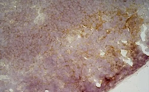 Anti Mouse CD19 Antibody, clone 6D5 gallery image 59