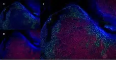 Anti Mouse CD19 Antibody, clone 6D5 gallery image 60