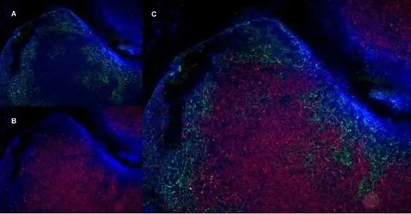 Anti Mouse CD19 Antibody, clone 6D5 gallery image 60