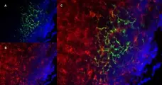 Anti Mouse CD19 Antibody, clone 6D5 gallery image 61