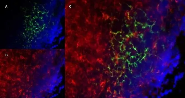 Anti Mouse CD19 Antibody, clone 6D5 gallery image 61