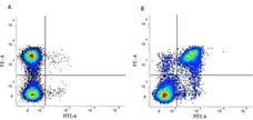 Anti Mouse CD19 Antibody, clone 6D5 gallery image 62