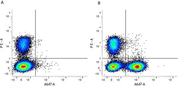 Anti Mouse CD19 Antibody, clone 6D5 gallery image 63
