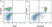Anti Mouse CD19 Antibody, clone 6D5 thumbnail image 69