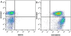 Anti Mouse CD19 Antibody, clone 6D5 gallery image 71