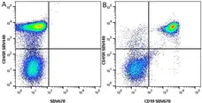 Anti Mouse CD19 Antibody, clone 6D5 gallery image 75