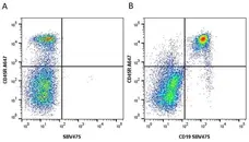 Anti Mouse CD19 Antibody, clone 6D5 gallery image 90