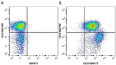 Anti Mouse CD19 Antibody, clone 6D5 gallery image 92