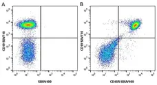 Anti Mouse CD19 Antibody, clone 6D5 gallery image 94