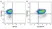 Anti Mouse CD19 Antibody, clone 6D5 thumbnail image 95