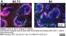Anti Mouse CD1d Antibody, clone 1B1 gallery image 1