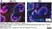 Anti Mouse CD1d Antibody, clone 1B1 thumbnail image 1