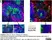 Anti Mouse CD1d Antibody, clone 1B1 thumbnail image 2