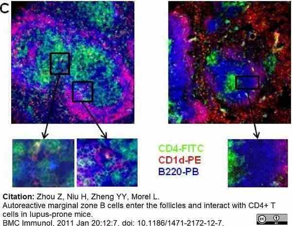 Anti Mouse CD1d Antibody, clone 1B1 gallery image 2