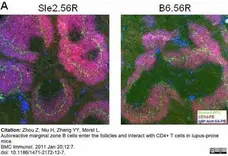 Anti Mouse CD1d Antibody, clone 1B1 gallery image 3