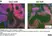 Anti Mouse CD1d Antibody, clone 1B1 thumbnail image 3