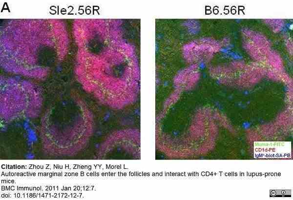 Anti Mouse CD1d Antibody, clone 1B1 gallery image 3