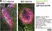 Anti Mouse CD1d Antibody, clone 1B1 thumbnail image 4