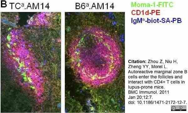 Anti Mouse CD1d Antibody, clone 1B1 gallery image 4