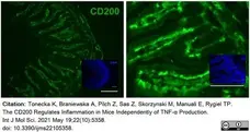Anti Mouse CD200 Antibody, clone OX-90 gallery image 2