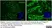 Anti Mouse CD200 Antibody, clone OX-90 thumbnail image 2