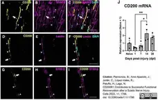 Anti Mouse CD200 Antibody, clone OX-90 gallery image 3