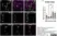 Anti Mouse CD200 Antibody, clone OX-90 thumbnail image 3
