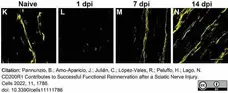 Anti Mouse CD200 Antibody, clone OX-90 gallery image 4