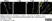 Anti Mouse CD200 Antibody, clone OX-90 thumbnail image 4