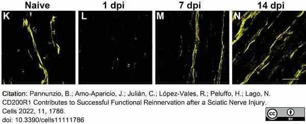 Anti Mouse CD200 Antibody, clone OX-90 gallery image 4
