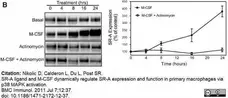 Anti Mouse CD204 Antibody, clone 2F8 gallery image 11